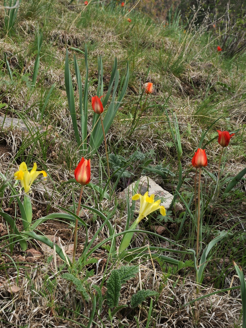 Image of Tulipa ostrowskiana specimen.