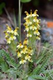 Pedicularis oederi. Цветущее растение. Кыргызстан, Иссык-Кульская обл., Внутренний Тянь-Шань, хр. Терскей Ала-Тоо, ущ. Чон-Кызылсуу, горная степь в р-не левого притока Саватор (в 3 км выше метеостанции), 2650 м н.у.м. 17.05.2018.