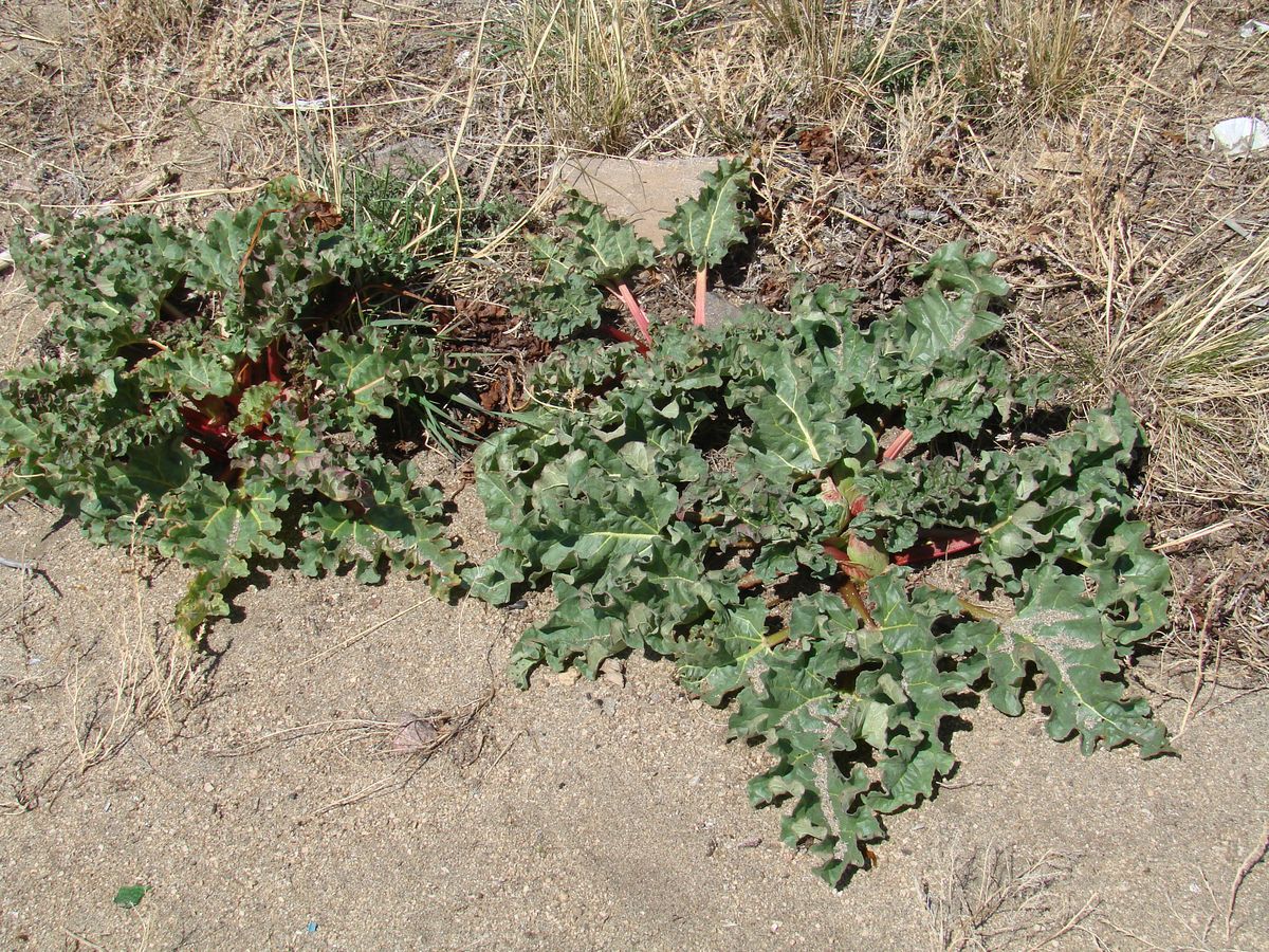 Image of Rheum rhabarbarum specimen.