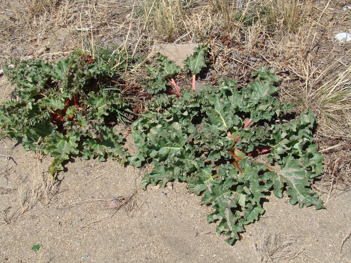 Изображение особи Rheum rhabarbarum.