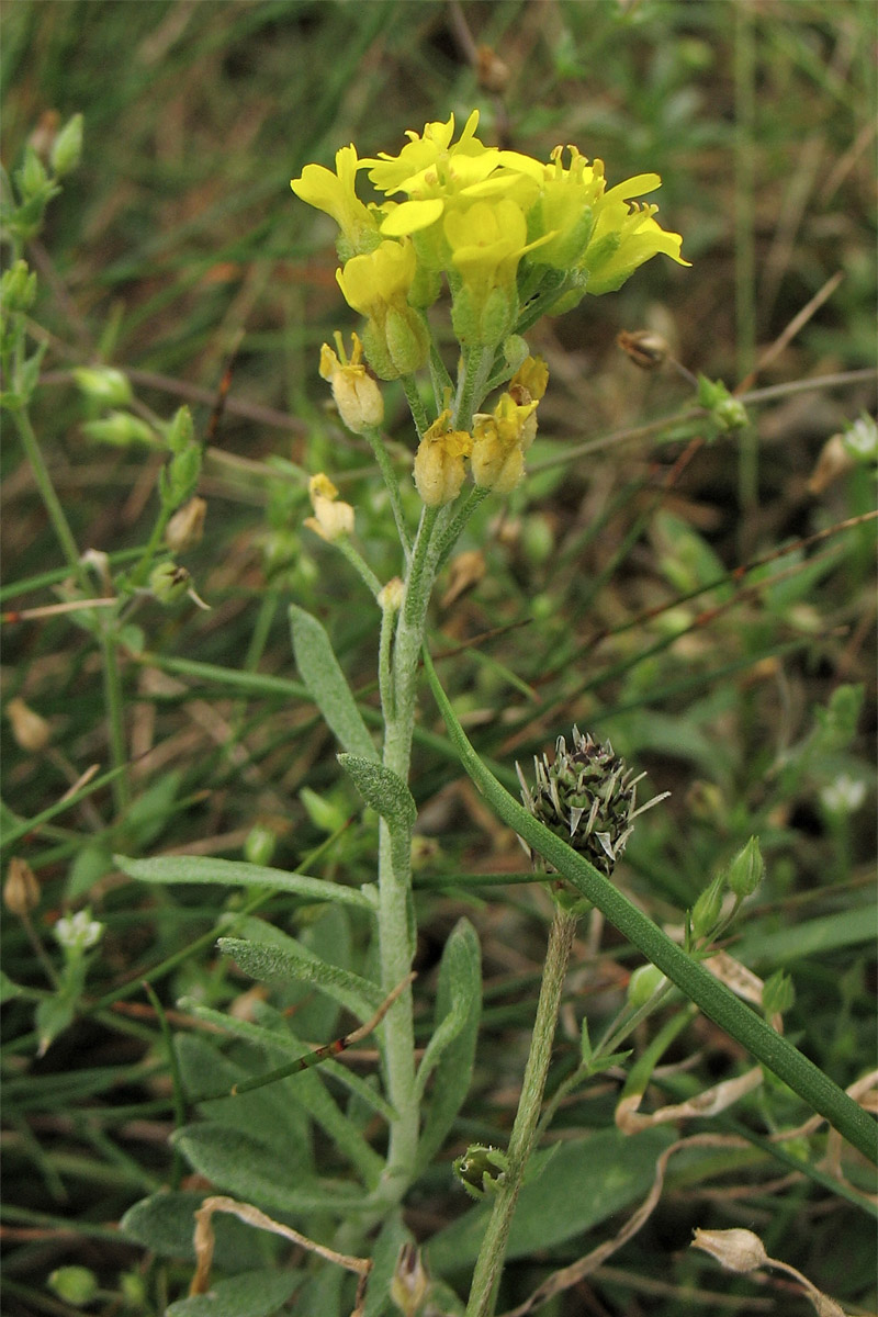 Image of Alyssum iljinskae specimen.