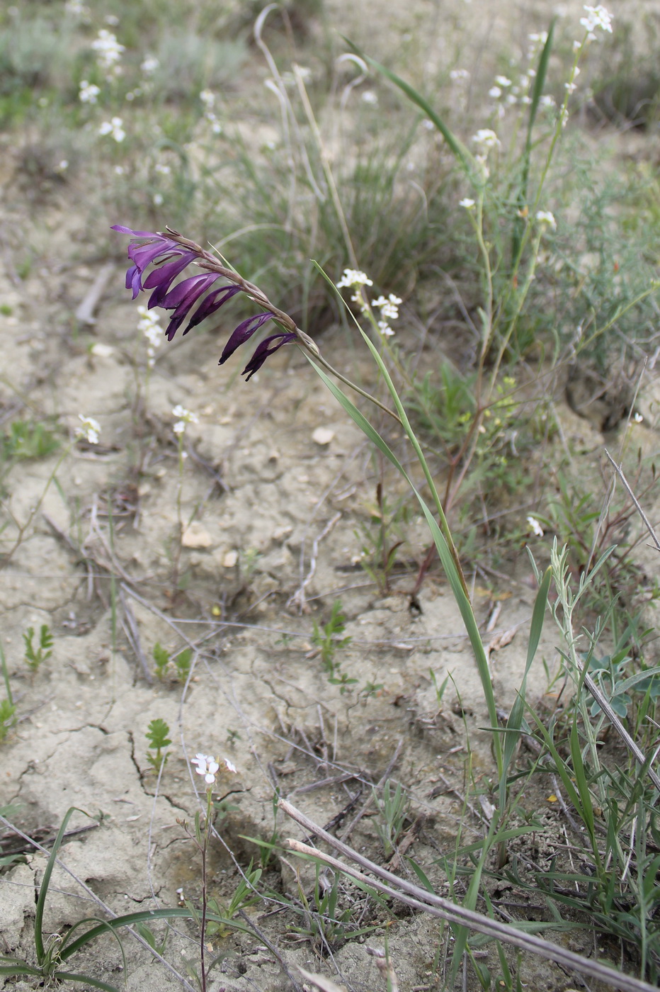 Image of Gladiolus atroviolaceus specimen.