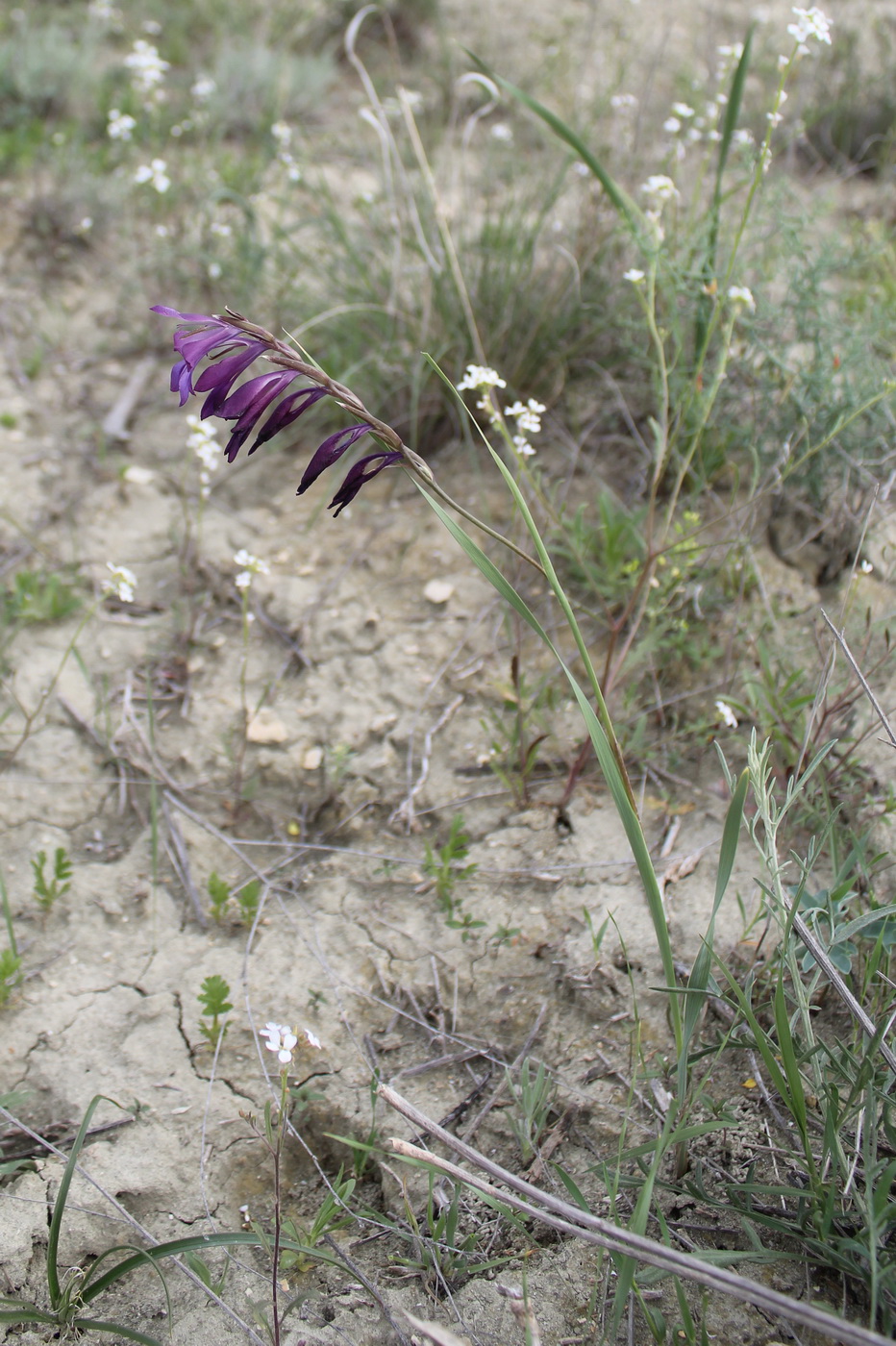 Изображение особи Gladiolus atroviolaceus.