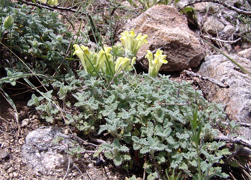 Изображение особи Scutellaria paradoxa.