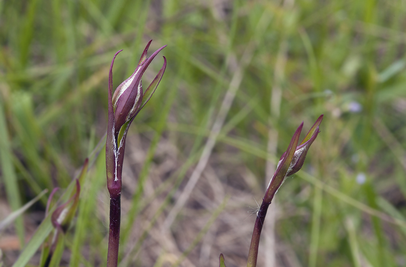 Изображение особи Coccyganthe flos-cuculi.