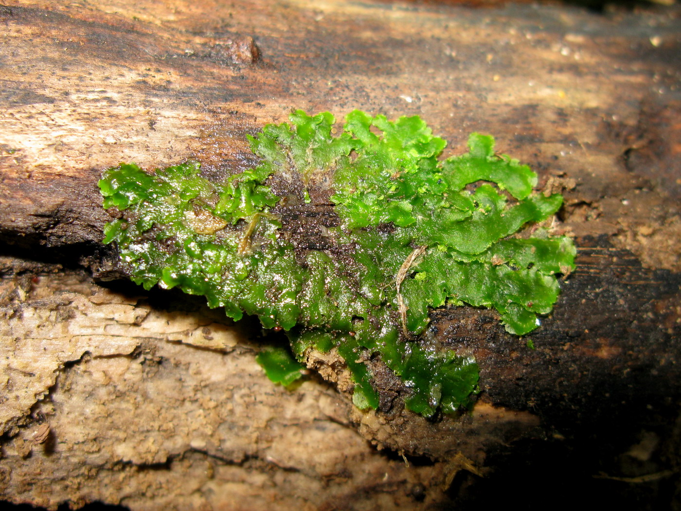 Image of Aneura pinguis specimen.