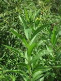 Senecio sarracenicus