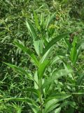 Senecio sarracenicus