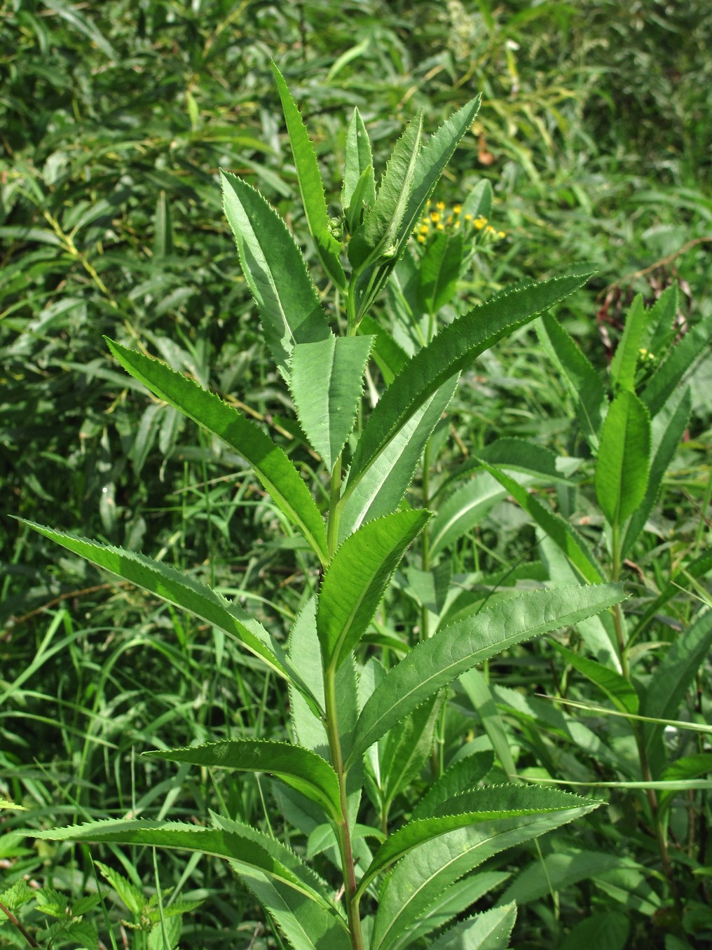 Image of Senecio sarracenicus specimen.