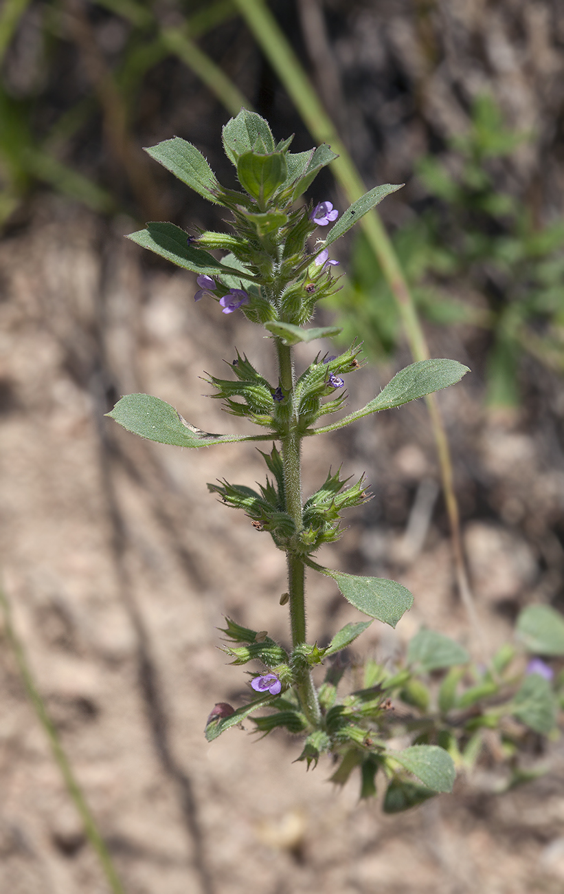 Изображение особи Ziziphora graveolens.