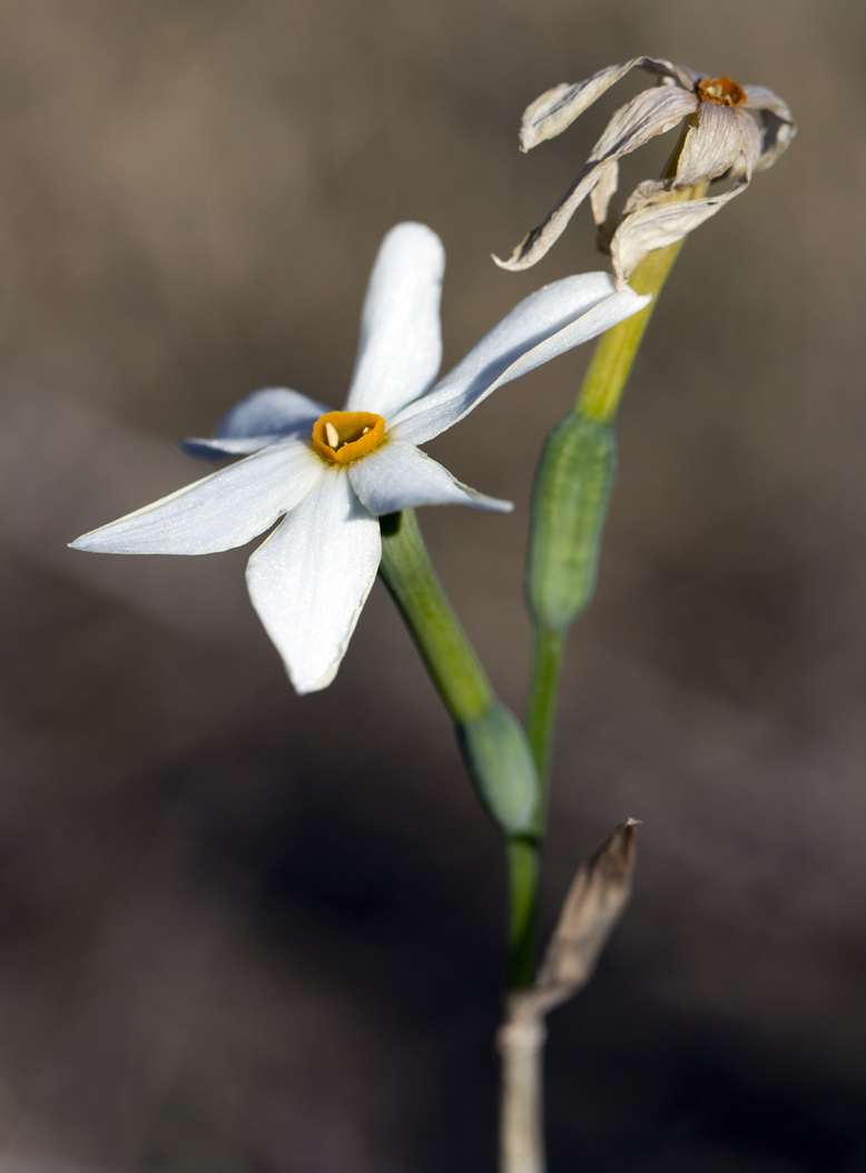 Image of Narcissus obsoletus specimen.