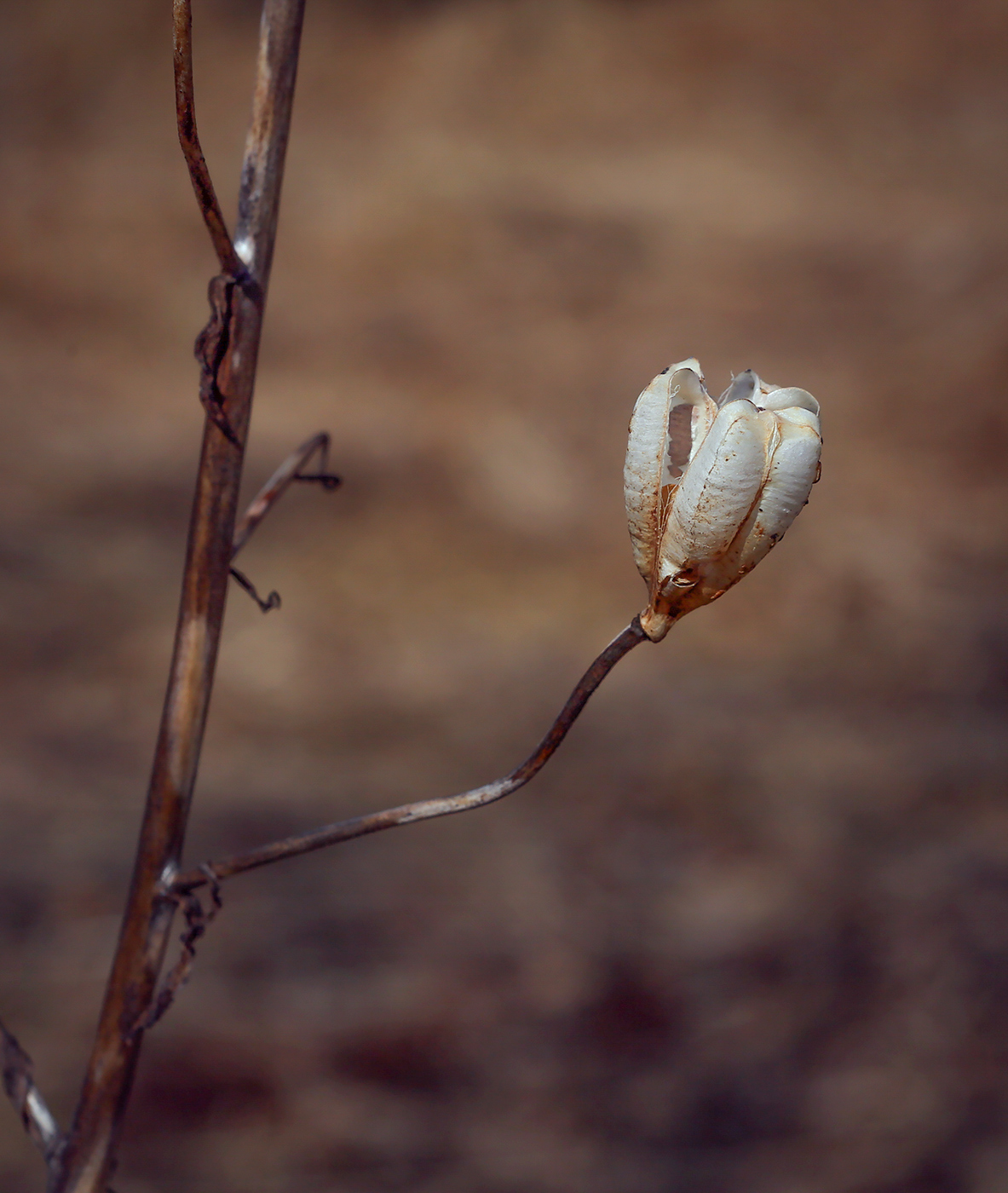 Image of Lilium pilosiusculum specimen.