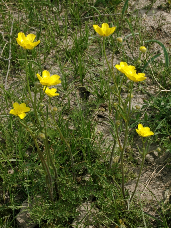 Изображение особи Ranunculus regelianus.