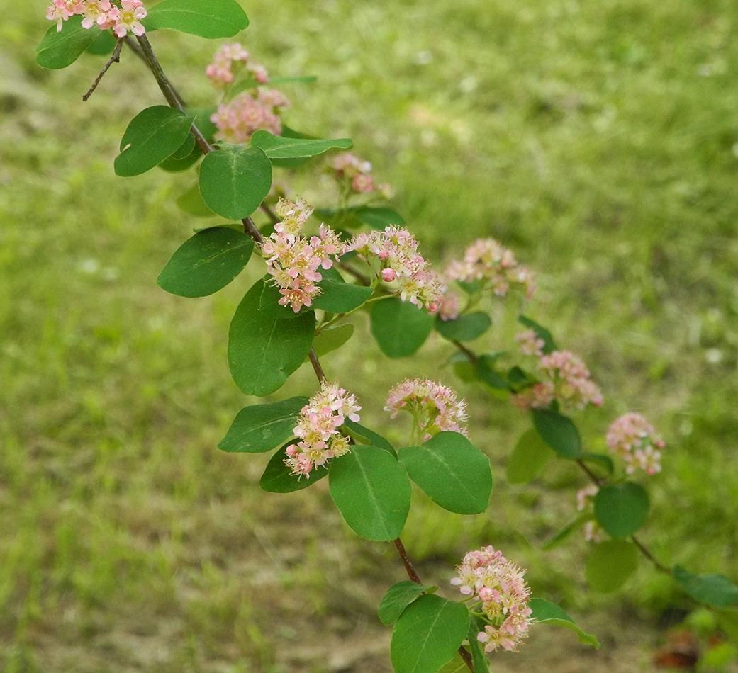 Изображение особи Cotoneaster roseus.