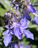 Teucrium fruticans