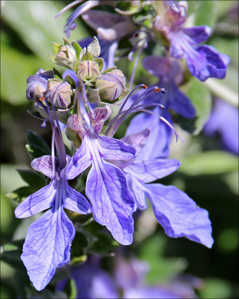 Image of Teucrium fruticans specimen.