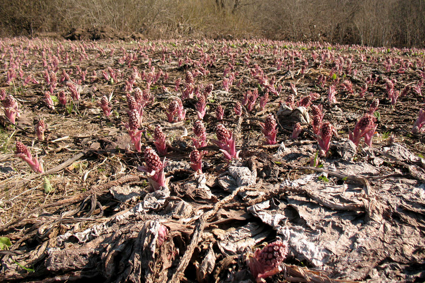 Изображение особи Petasites hybridus.