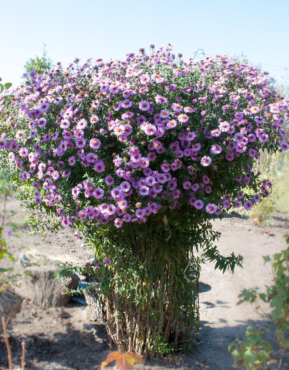 Image of Symphyotrichum novae-angliae specimen.