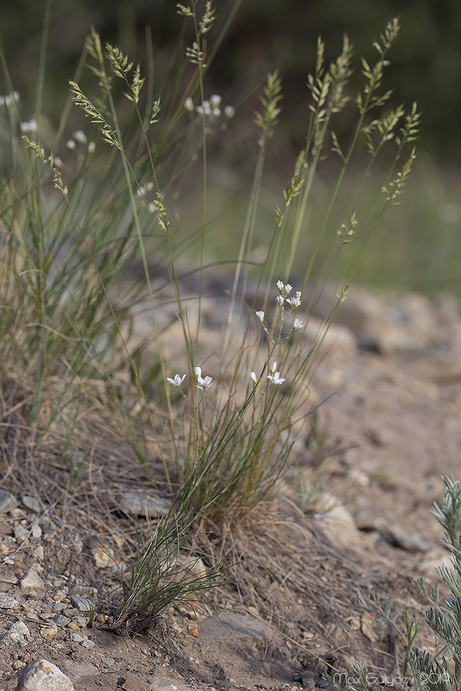 Image of Eremogone biebersteinii specimen.