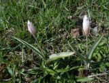 genus Tulipa. Цветущие растения. Тверская обл., г. Тверь, городской сад, газон. 30 апреля 2019 г.
