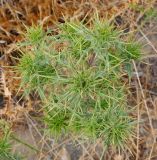 Carlina libanotica