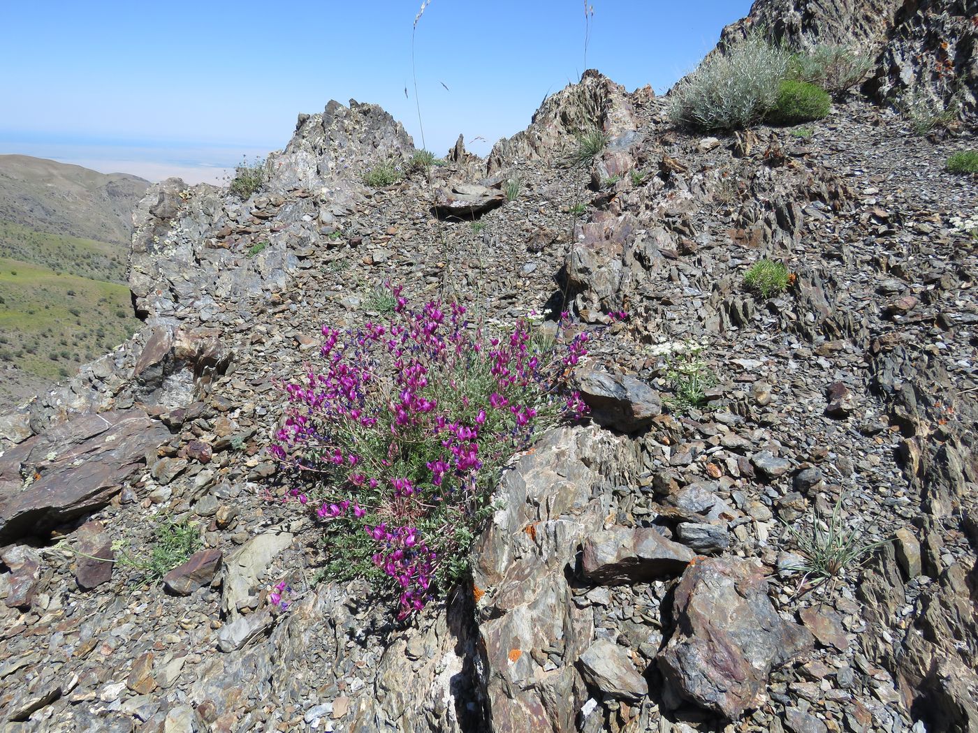 Image of Oxytropis pseudorosea specimen.