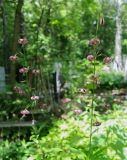 Lilium pilosiusculum. Верхушки цветущих побегов. Пермский край, г. Пермь, Свердловский р-н, территория кладбища \"Южное\", тополёвая роща. 26.06.2019.