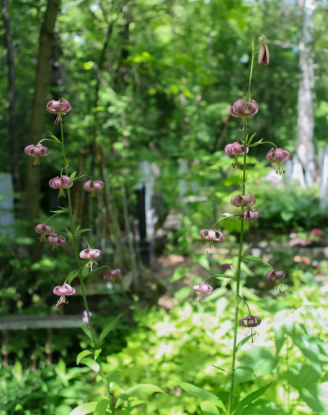 Image of Lilium pilosiusculum specimen.