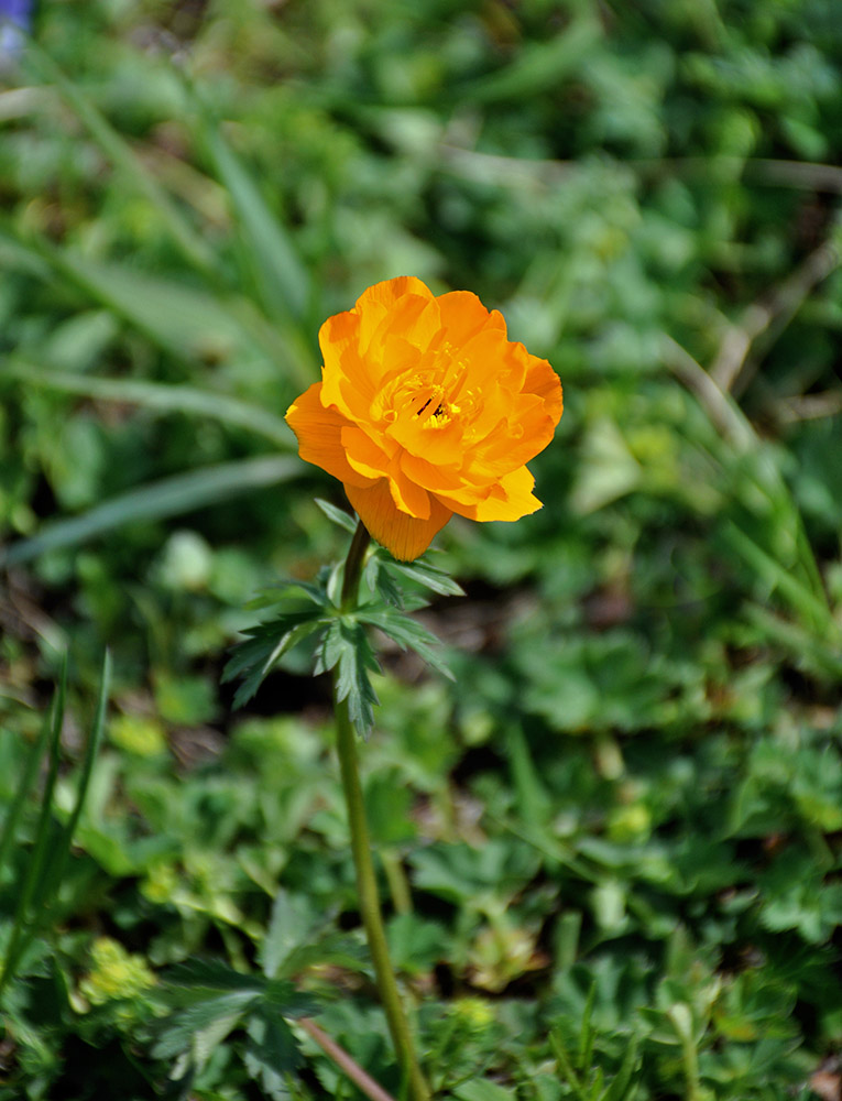 Изображение особи Trollius altaicus.