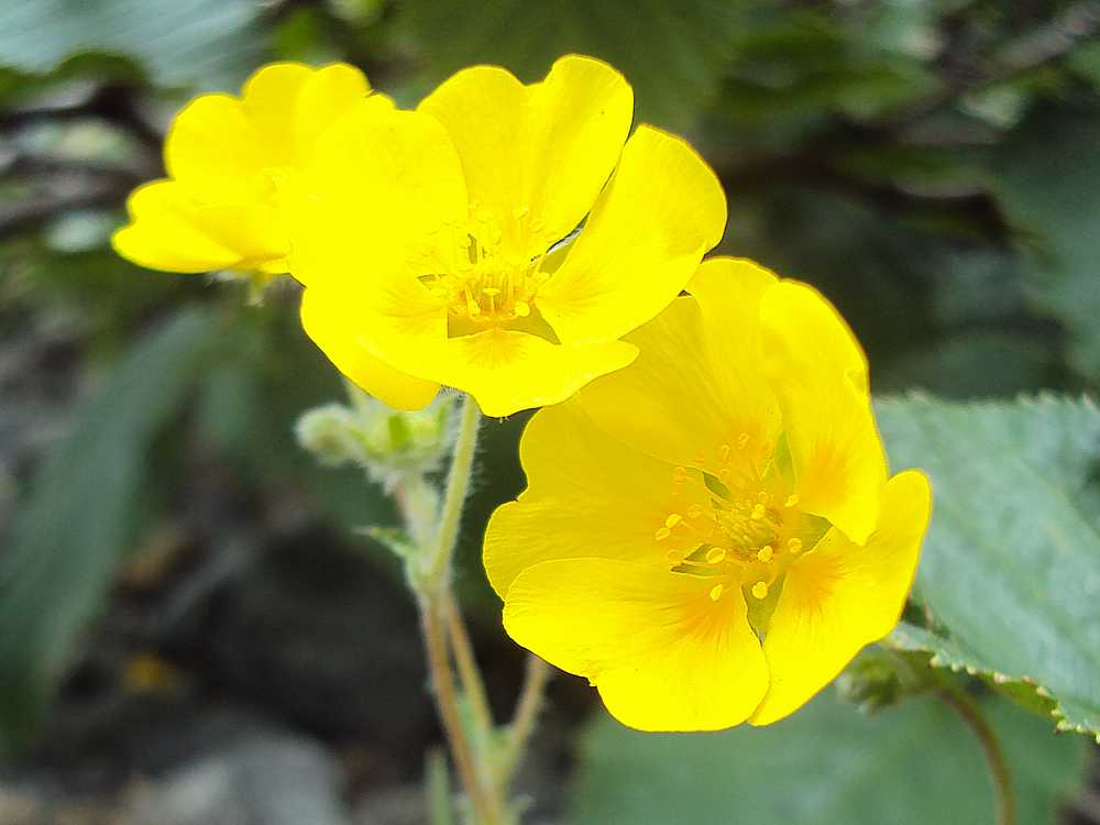 Изображение особи Potentilla vulcanicola.