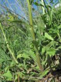 Campanula hohenackeri. Основание генеративного побега. Кабардино-Балкария, Эльбрусский р-н, окр. г. Тырныауз, ок. 1400 м н.у.м., каменистый склон. 05.07.2019.