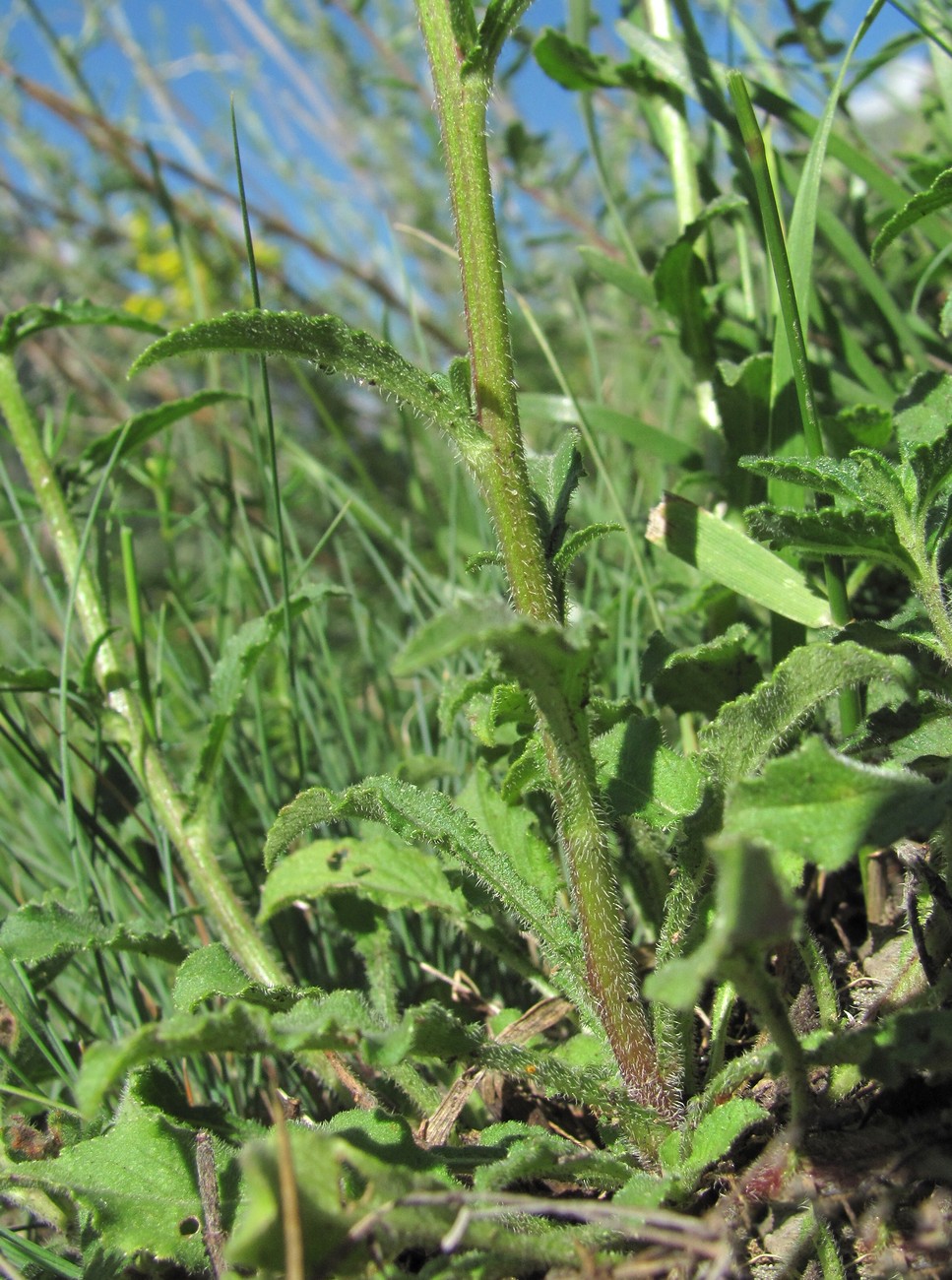 Image of Campanula hohenackeri specimen.