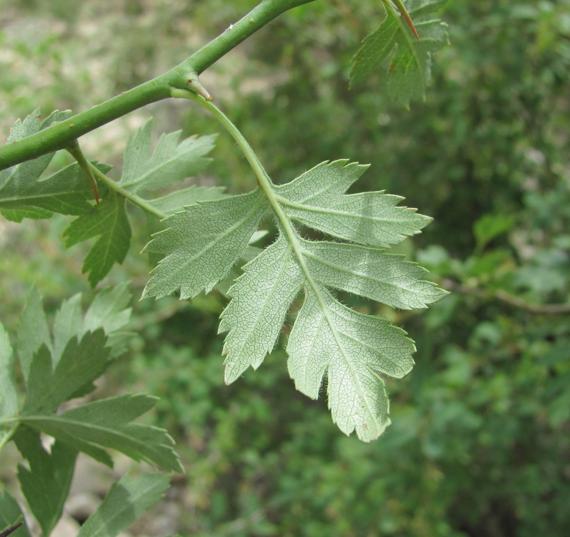 Image of genus Crataegus specimen.