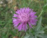 Centaurea jacea подвид substituta. Соцветие. Краснодарский край, окр. г. Новороссийск, хр. Маркотх, окр. пер. Андреевский, опушка леса. 07.08.2019.