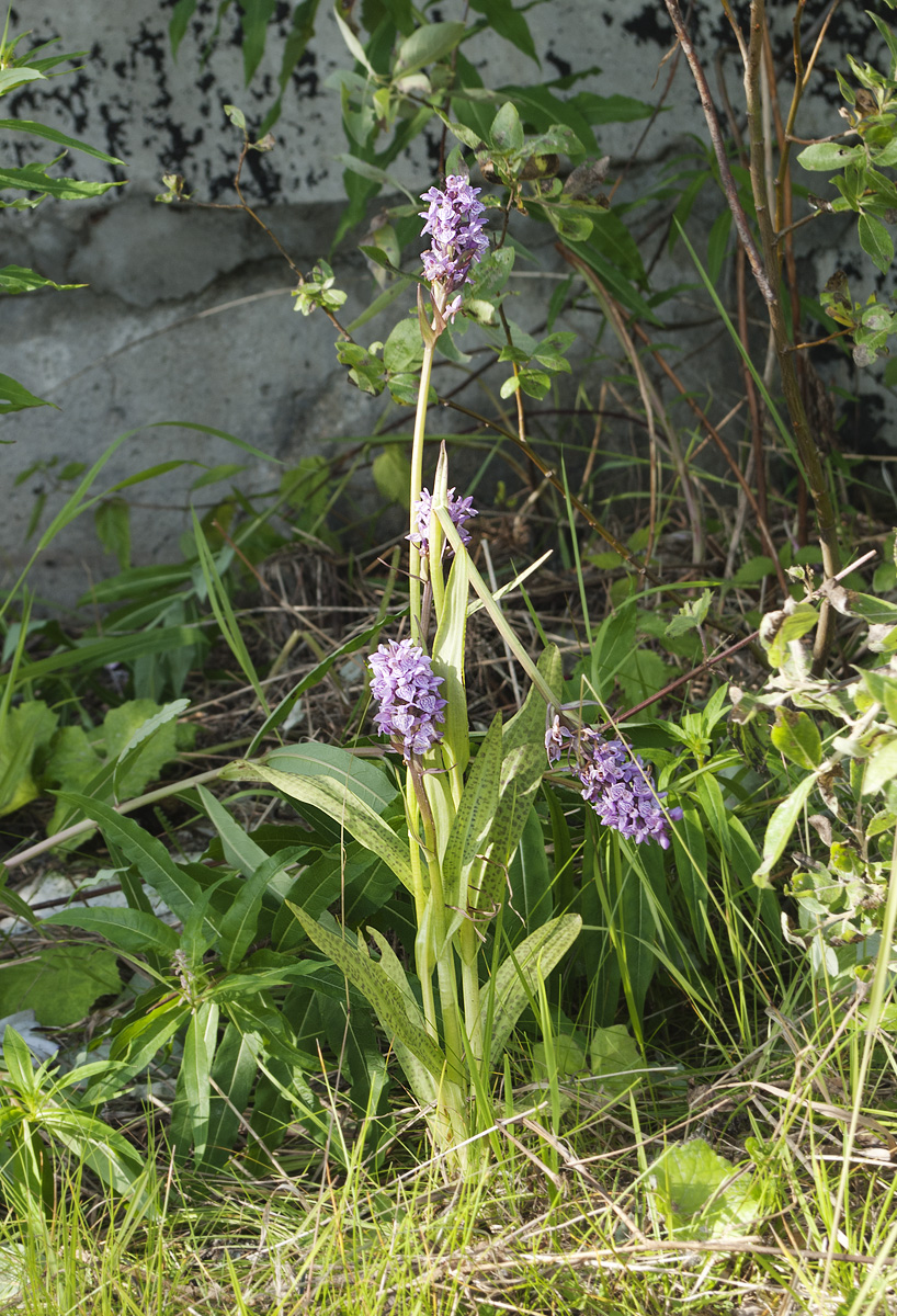 Image of Dactylorhiza &times; transiens specimen.