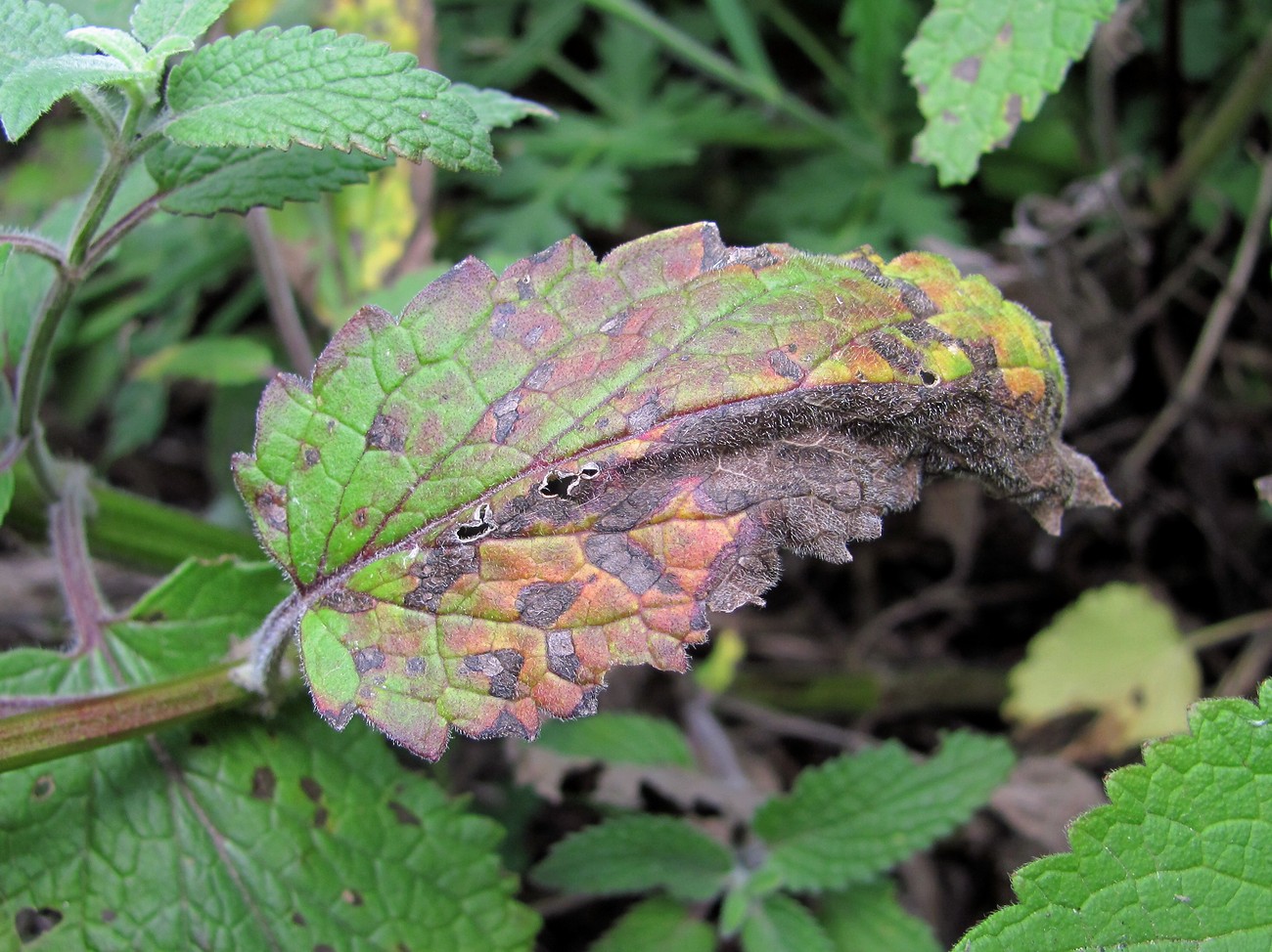 Image of Nepeta grandiflora specimen.