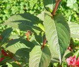 genus Weigela. Часть побега. Подмосковье, г. Коломна, в культуре. Сентябрь 2019 г.