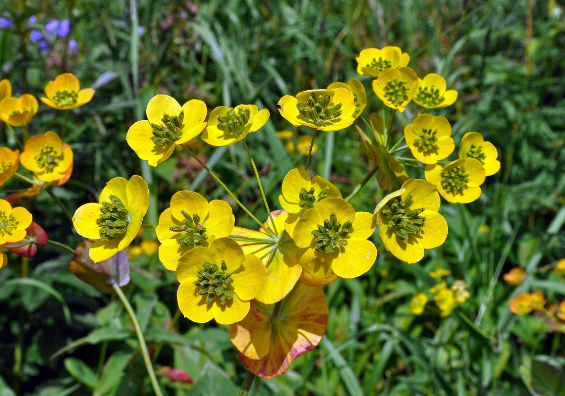 Изображение особи Bupleurum longifolium ssp. aureum.