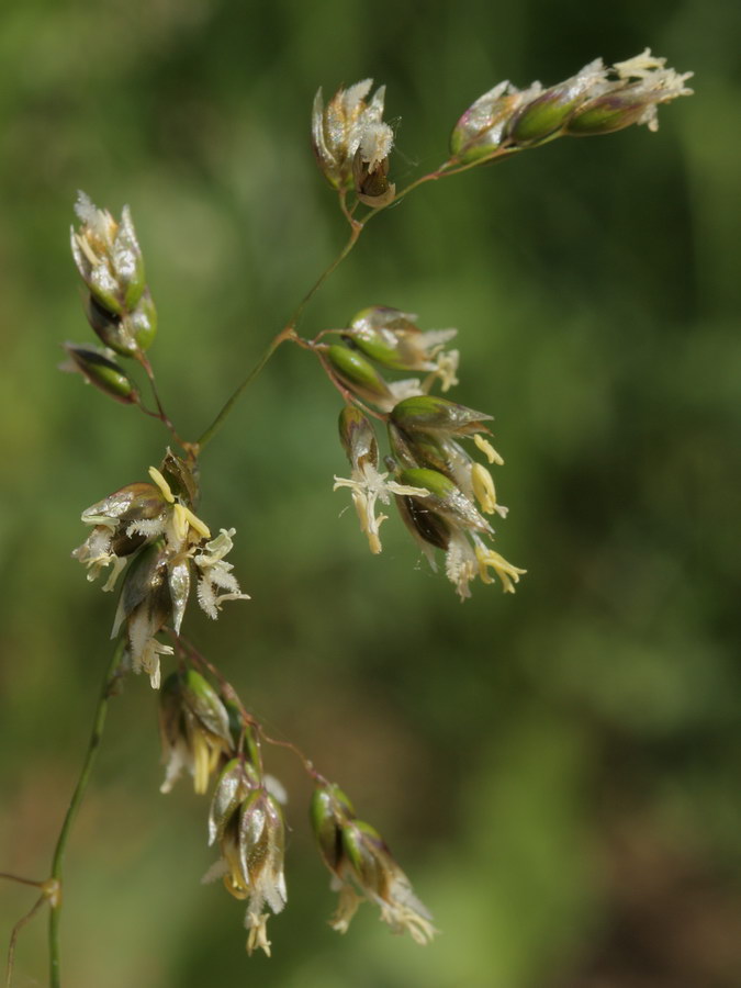 Image of Hierochloe odorata specimen.