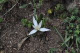 genus Ornithogalum