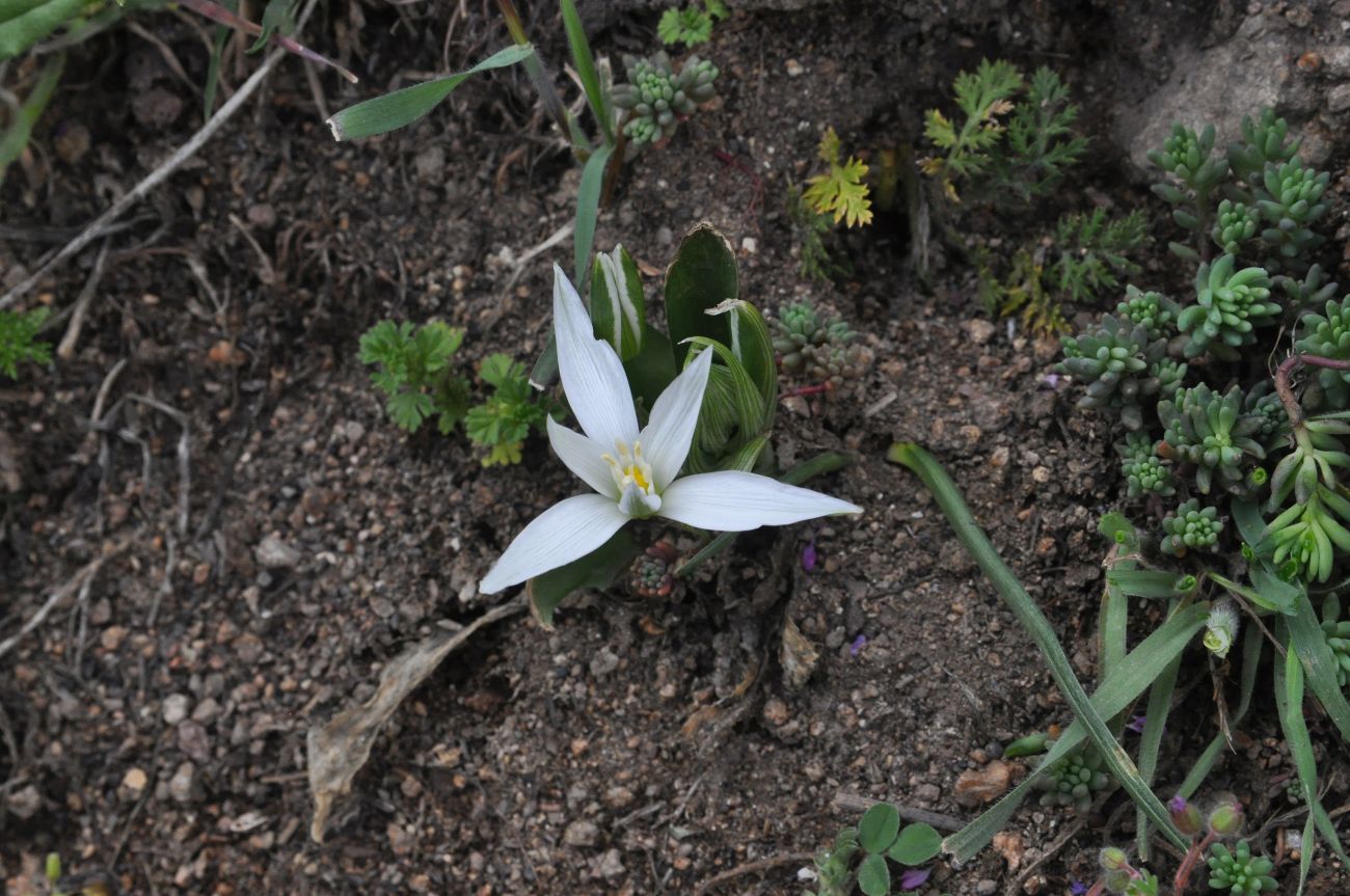 Изображение особи род Ornithogalum.