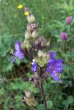 Polemonium caeruleum. Соцветие с цветками и завязавшимися плодами. Свердловская обл., окр. г. Североуральск, разнотравная поляна в р-не скал Грюнвальдта. 07.07.2019.