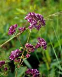 Origanum vulgare. Верхушка побега с соцветиями. Сербия, горный массив Златибор, окр. пещеры Стопича, луг на опушке широколиственного леса. 13.07.2019.