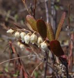 Chamaedaphne calyculata. Верхушка побега с соцветием. Магаданская обл., г. Магадан, окр. мкр-на Снежная Долина, заболоченный участок в редкостойном лиственичнике. 21.05.2019.