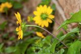 Helianthus debilis