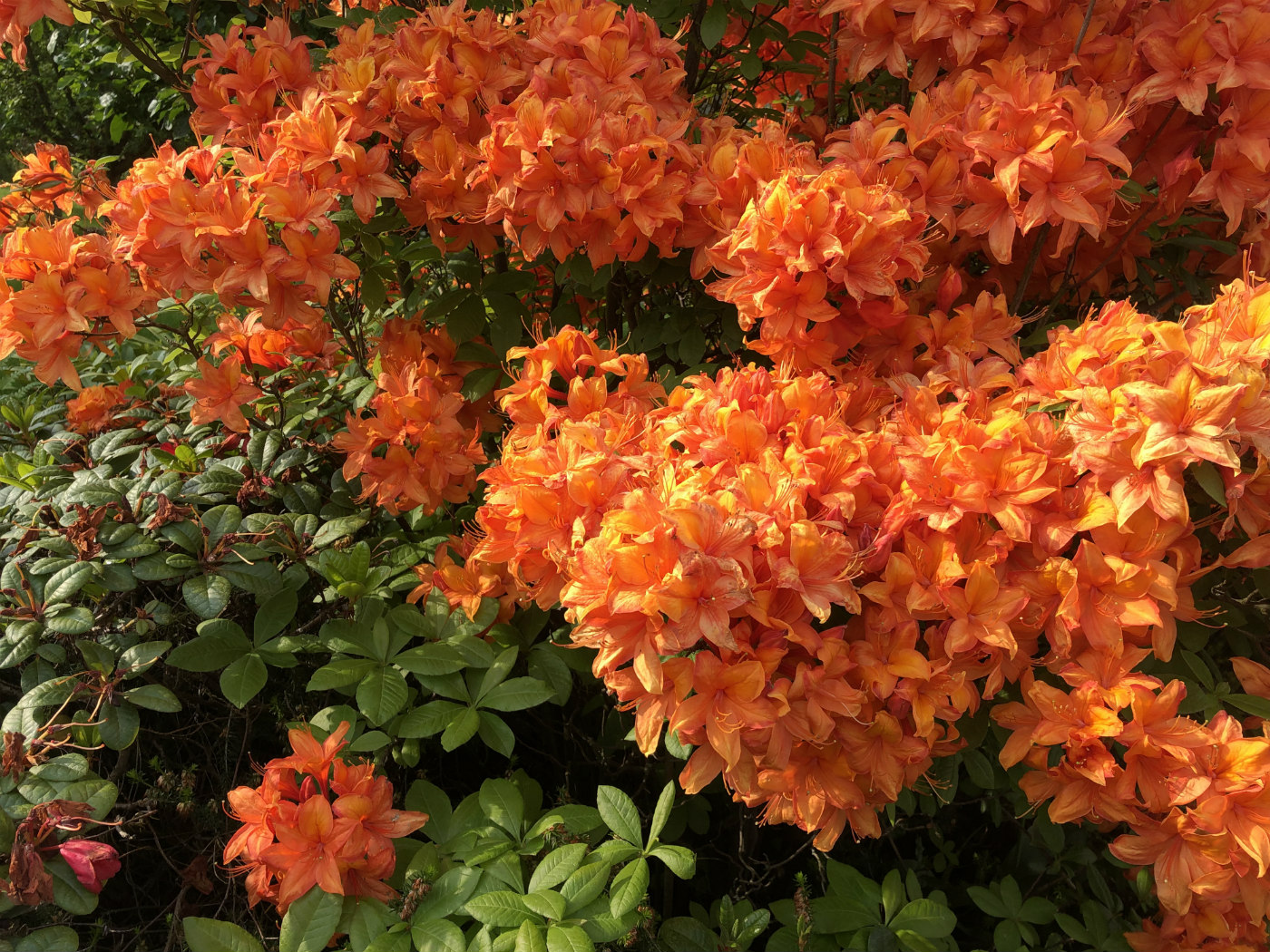 Изображение особи Rhododendron molle.