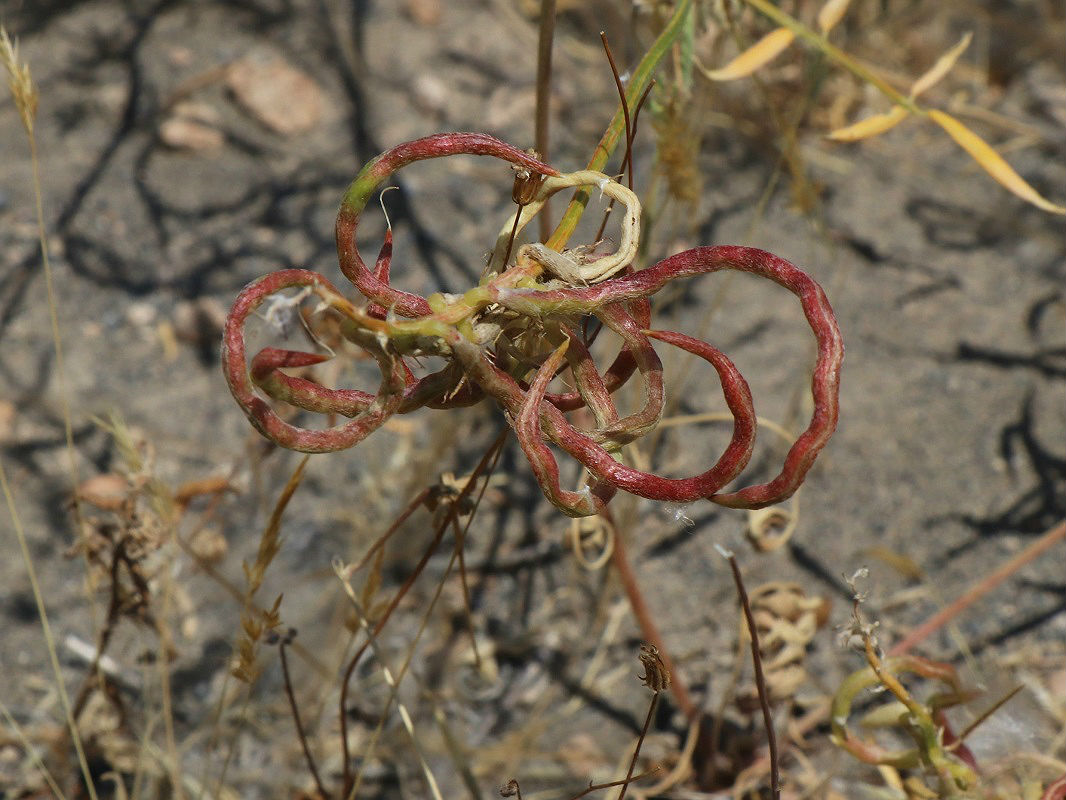 Изображение особи Astragalus stevenianus.