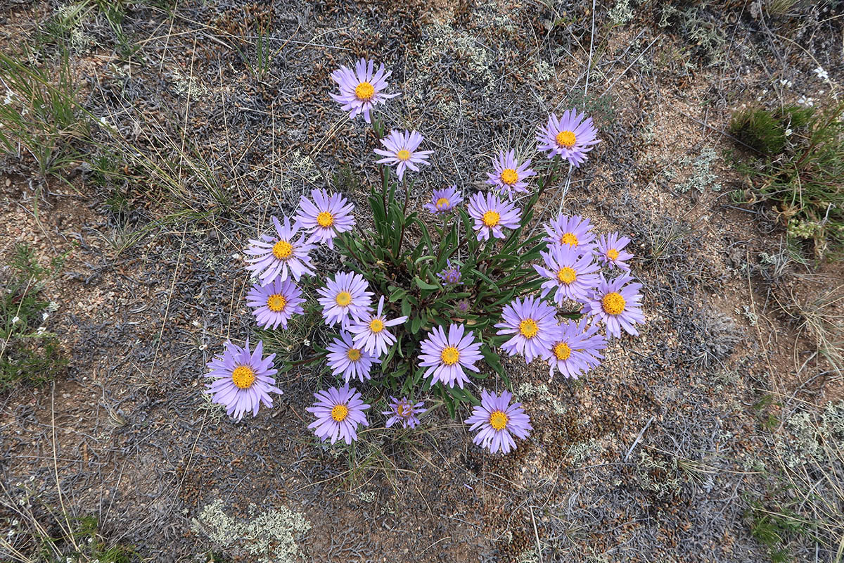 Изображение особи Aster alpinus.