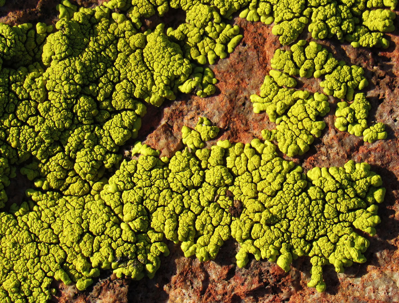 Image of Pleopsidium flavum specimen.