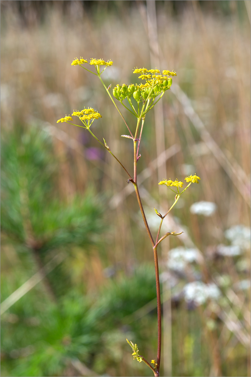 Изображение особи Pastinaca sylvestris.